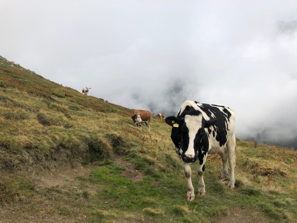 7gyiQBedTjOfqVdKtVprpA